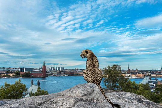 En gepard i Stockholm